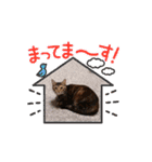 お任せ♪猫ネコナナスタンプ（個別スタンプ：10）