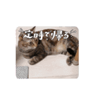 お任せ♪猫ネコナナスタンプ（個別スタンプ：14）