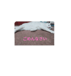 猫のヨーミ（個別スタンプ：7）