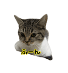 ジジまめ（個別スタンプ：1）