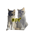 ジジまめ（個別スタンプ：3）