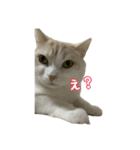 ジジまめ（個別スタンプ：4）