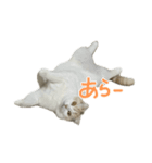 ジジまめ（個別スタンプ：7）