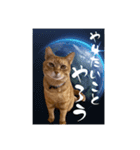 ちゃーくんからあなたへ15（個別スタンプ：2）