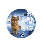 ちゃーくんからあなたへ15（個別スタンプ：4）