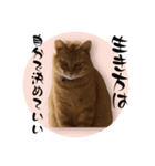 ちゃーくんからあなたへ15（個別スタンプ：6）