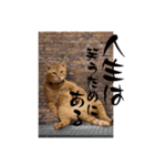 ちゃーくんからあなたへ15（個別スタンプ：8）