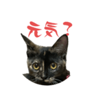 麦ちゃんからパパへ2（個別スタンプ：1）