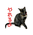 麦ちゃんからパパへ2（個別スタンプ：5）
