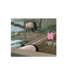 動物園と景色（個別スタンプ：4）