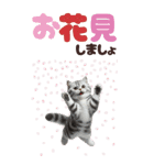 BIGスタンプ アメショ（個別スタンプ：12）