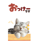 BIGスタンプ アメショ（個別スタンプ：38）