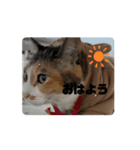 【動く】三毛猫みろくのスタンプ（個別スタンプ：2）