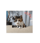 【動く】三毛猫みろくのスタンプ（個別スタンプ：3）