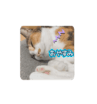 【動く】三毛猫みろくのスタンプ（個別スタンプ：8）