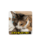 【動く】三毛猫みろくのスタンプ（個別スタンプ：9）