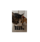 【動く】三毛猫みろくのスタンプ（個別スタンプ：13）