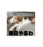 【動く】三毛猫みろくのスタンプ（個別スタンプ：16）