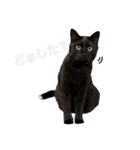 くろねこレオンのスタンプ（個別スタンプ：3）