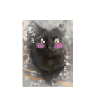 くろねこレオンのスタンプ（個別スタンプ：7）