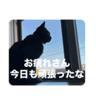 くろねこレオンのスタンプ（個別スタンプ：8）