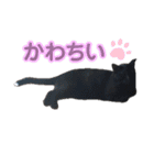 くろねこレオンのスタンプ（個別スタンプ：13）