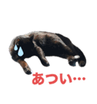 くろねこレオンのスタンプ（個別スタンプ：14）