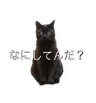 くろねこレオンのスタンプ（個別スタンプ：15）
