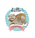 ぽてーっと（個別スタンプ：1）