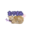 ぽてーっと（個別スタンプ：3）