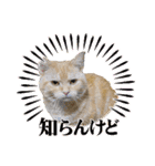 ぽてーっと（個別スタンプ：20）