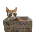 ねこ写真（万吉とうに）（個別スタンプ：17）