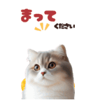 BIGスタンプ スコティッシュフォールド（個別スタンプ：6）