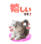 BIGスタンプ スコティッシュフォールド（個別スタンプ：8）