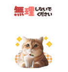 BIGスタンプ スコティッシュフォールド（個別スタンプ：9）