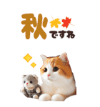 BIGスタンプ スコティッシュフォールド（個別スタンプ：16）