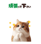 BIGスタンプ スコティッシュフォールド（個別スタンプ：23）