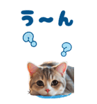 BIGスタンプ スコティッシュフォールド（個別スタンプ：24）