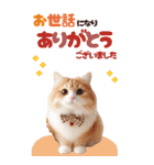 BIGスタンプ スコティッシュフォールド（個別スタンプ：36）