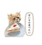 老け顔猫のわたげとご飯（個別スタンプ：1）