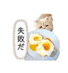 老け顔猫のわたげとご飯（個別スタンプ：2）