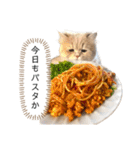 老け顔猫のわたげとご飯（個別スタンプ：3）