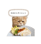 老け顔猫のわたげとご飯（個別スタンプ：4）