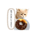 老け顔猫のわたげとご飯（個別スタンプ：5）