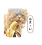 老け顔猫のわたげとご飯（個別スタンプ：6）