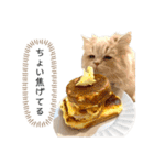 老け顔猫のわたげとご飯（個別スタンプ：7）