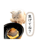 老け顔猫のわたげとご飯（個別スタンプ：8）