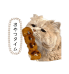 老け顔猫のわたげとご飯（個別スタンプ：9）
