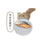 老け顔猫のわたげとご飯（個別スタンプ：16）