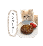老け顔猫のわたげとご飯（個別スタンプ：17）